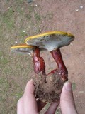 Ganoderma curtisii image