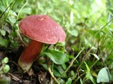 Boletochaete bicolor image