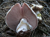 Agaricus moronii image