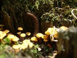 Xeromphalina kauffmanii image