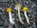 Amanita elongata image