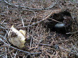 Agaricus moronii image