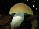Boletus variipes image