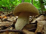 Boletus variipes image