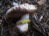 Agaricus moronii image
