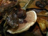 Hydnellum spongiosipes image