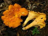 Cantharellus lateritius image