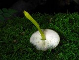 Pluteus romellii image