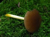 Pluteus romellii image