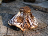 Cortinarius magnivelatus image