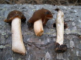 Verpa conica image