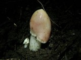 Hygrocybe calyptriformis var. calyptriformis image