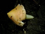 Hygrocybe calyptriformis var. calyptriformis image