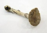 Amanita porphyria image