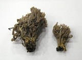 Clavulina cinerea image