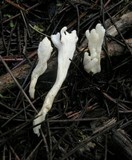 Clavulina rugosa image