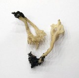 Clavulina rugosa image