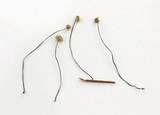 Crinipellis piceae image