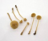 Galerina clavata image