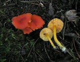 Hygrocybe miniata image