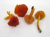 Hygrocybe miniata image