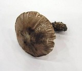Leucoagaricus cupresseus image