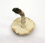 Leucoagaricus cupresseus image