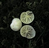 Hemimycena candida image