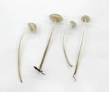 Mycena filopes image