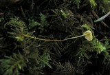 Mycena oregonensis image