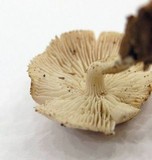 Neolentinus kauffmanii image