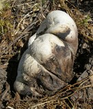 Handkea utriformis var. hungarica image