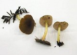 Pluteus romellii image