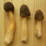 Verpa bohemica image