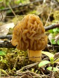 Verpa bohemica image