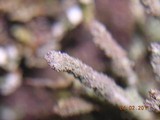 Cladonia coniocraea image