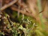 Cladonia scabriuscula image