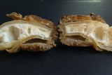 Verpa bohemica image