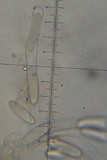 Verpa bohemica image
