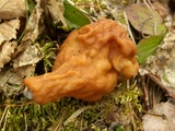 Gyromitra californica image