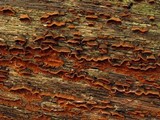 Hymenochaete rubiginosa image