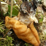 Gyromitra californica image