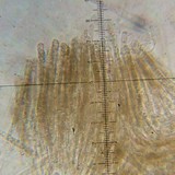 Gyromitra californica image
