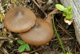 Entoloma pseudopapillatum image