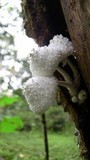 Leucocoprinus cretaceus image
