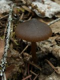 Entoloma pseudopapillatum image
