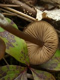 Entoloma pseudopapillatum image