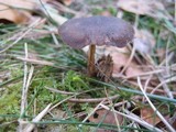 Polyporus brumalis image