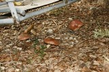 Boletus luridellus image