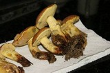 Boletus luridellus image